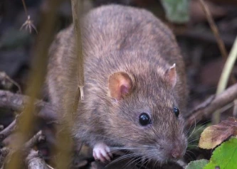 Comment dératiser des rats sur Paris ?