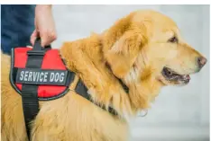Chien de détection